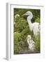 USA, Florida, Orlando. Great Egret and baby egret at Gatorland.-Lisa S. Engelbrecht-Framed Photographic Print