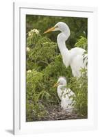 USA, Florida, Orlando. Great Egret and baby egret at Gatorland.-Lisa S. Engelbrecht-Framed Photographic Print