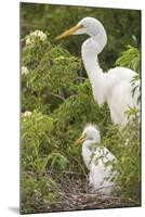USA, Florida, Orlando. Great Egret and baby egret at Gatorland.-Lisa S. Engelbrecht-Mounted Photographic Print