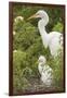 USA, Florida, Orlando. Great Egret and baby egret at Gatorland.-Lisa S. Engelbrecht-Framed Photographic Print