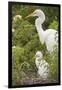 USA, Florida, Orlando. Great Egret and baby egret at Gatorland.-Lisa S. Engelbrecht-Framed Photographic Print