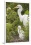 USA, Florida, Orlando. Great Egret and baby egret at Gatorland.-Lisa S. Engelbrecht-Framed Premium Photographic Print