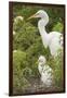 USA, Florida, Orlando. Great Egret and baby egret at Gatorland.-Lisa S. Engelbrecht-Framed Premium Photographic Print
