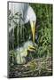 USA, Florida, Orlando. Great Egret and baby egret at Gatorland.-Jim Engelbrecht-Mounted Photographic Print