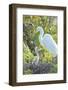 USA, Florida, Orlando. Great Egret and baby egret at Gatorland.-Jim Engelbrecht-Framed Photographic Print