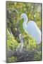 USA, Florida, Orlando. Great Egret and baby egret at Gatorland.-Jim Engelbrecht-Mounted Photographic Print