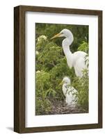 USA, Florida, Orlando. Great Egret and baby egret at Gatorland.-Lisa S. Engelbrecht-Framed Photographic Print