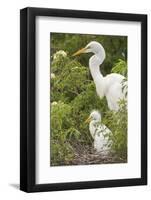 USA, Florida, Orlando. Great Egret and baby egret at Gatorland.-Lisa S. Engelbrecht-Framed Photographic Print