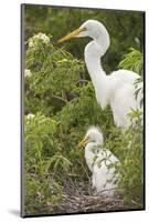 USA, Florida, Orlando. Great Egret and baby egret at Gatorland.-Lisa S. Engelbrecht-Mounted Photographic Print