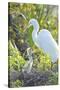 USA, Florida, Orlando. Great Egret and baby egret at Gatorland.-Jim Engelbrecht-Stretched Canvas