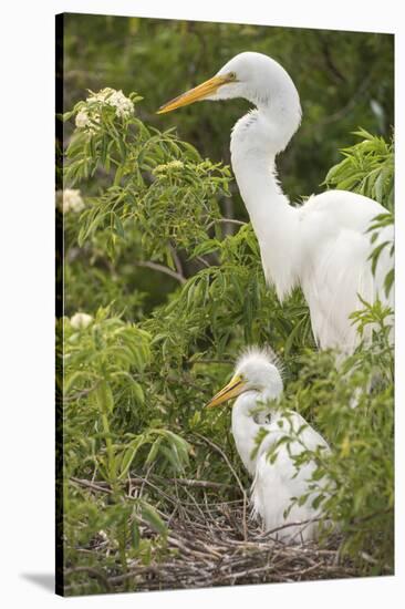 USA, Florida, Orlando. Great Egret and baby egret at Gatorland.-Lisa S. Engelbrecht-Stretched Canvas