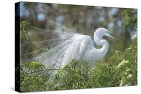 USA, Florida, Orlando. Great Egret at Gatorland.-Jim Engelbrecht-Stretched Canvas