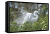 USA, Florida, Orlando. Great Egret at Gatorland.-Jim Engelbrecht-Framed Stretched Canvas