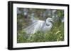 USA, Florida, Orlando. Great Egret at Gatorland.-Jim Engelbrecht-Framed Photographic Print