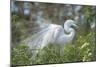 USA, Florida, Orlando. Great Egret at Gatorland.-Jim Engelbrecht-Mounted Photographic Print