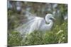 USA, Florida, Orlando. Great Egret at Gatorland.-Jim Engelbrecht-Mounted Photographic Print