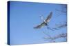 USA, Florida, Orlando. Great Egret at Gatorland.-Lisa S. Engelbrecht-Stretched Canvas