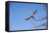 USA, Florida, Orlando. Great Egret at Gatorland.-Lisa S. Engelbrecht-Framed Stretched Canvas
