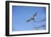 USA, Florida, Orlando. Great Egret at Gatorland.-Lisa S. Engelbrecht-Framed Photographic Print