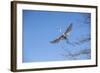 USA, Florida, Orlando. Great Egret at Gatorland.-Lisa S. Engelbrecht-Framed Photographic Print