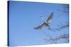 USA, Florida, Orlando. Great Egret at Gatorland.-Lisa S. Engelbrecht-Stretched Canvas