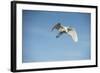 USA, Florida, Orlando. Great Egret at Gatorland.-Lisa S. Engelbrecht-Framed Photographic Print