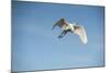 USA, Florida, Orlando. Great Egret at Gatorland.-Lisa S. Engelbrecht-Mounted Photographic Print