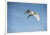 USA, Florida, Orlando. Great Egret at Gatorland.-Lisa S. Engelbrecht-Framed Photographic Print