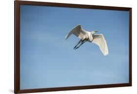 USA, Florida, Orlando. Great Egret at Gatorland.-Lisa S. Engelbrecht-Framed Photographic Print