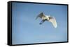 USA, Florida, Orlando. Great Egret at Gatorland.-Lisa S. Engelbrecht-Framed Stretched Canvas