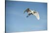 USA, Florida, Orlando. Great Egret at Gatorland.-Lisa S. Engelbrecht-Stretched Canvas