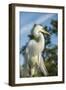 USA, Florida, Orlando. Great Egret at Gatorland.-Lisa S^ Engelbrecht-Framed Photographic Print