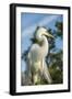 USA, Florida, Orlando. Great Egret at Gatorland.-Lisa S^ Engelbrecht-Framed Photographic Print