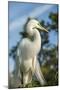 USA, Florida, Orlando. Great Egret at Gatorland.-Lisa S^ Engelbrecht-Mounted Photographic Print