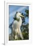 USA, Florida, Orlando. Great Egret at Gatorland.-Lisa S^ Engelbrecht-Framed Photographic Print