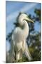 USA, Florida, Orlando. Great Egret at Gatorland.-Lisa S^ Engelbrecht-Mounted Photographic Print