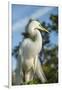 USA, Florida, Orlando. Great Egret at Gatorland.-Lisa S^ Engelbrecht-Framed Photographic Print