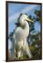 USA, Florida, Orlando. Great Egret at Gatorland.-Lisa S^ Engelbrecht-Framed Photographic Print