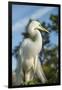 USA, Florida, Orlando. Great Egret at Gatorland.-Lisa S^ Engelbrecht-Framed Photographic Print