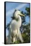 USA, Florida, Orlando. Great Egret at Gatorland.-Lisa S^ Engelbrecht-Framed Stretched Canvas