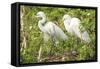 USA, Florida, Orlando. Great Egret at Gatorland.-Lisa S. Engelbrecht-Framed Stretched Canvas