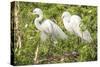 USA, Florida, Orlando. Great Egret at Gatorland.-Lisa S. Engelbrecht-Stretched Canvas