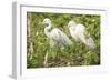 USA, Florida, Orlando. Great Egret at Gatorland.-Lisa S. Engelbrecht-Framed Photographic Print