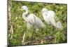 USA, Florida, Orlando. Great Egret at Gatorland.-Lisa S. Engelbrecht-Mounted Photographic Print