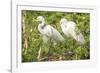 USA, Florida, Orlando. Great Egret at Gatorland.-Lisa S. Engelbrecht-Framed Photographic Print