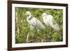 USA, Florida, Orlando. Great Egret at Gatorland.-Lisa S. Engelbrecht-Framed Photographic Print