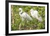 USA, Florida, Orlando. Great Egret at Gatorland.-Lisa S. Engelbrecht-Framed Photographic Print