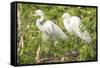 USA, Florida, Orlando. Great Egret at Gatorland.-Lisa S. Engelbrecht-Framed Stretched Canvas