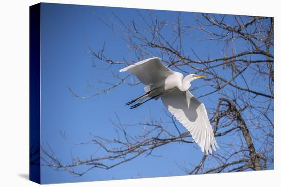 USA, Florida, Orlando. Great Egret at Gatorland.-Lisa S. Engelbrecht-Stretched Canvas