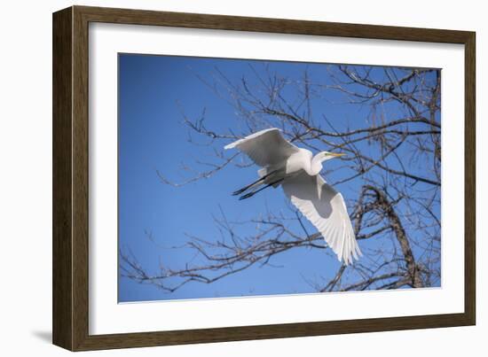 USA, Florida, Orlando. Great Egret at Gatorland.-Lisa S. Engelbrecht-Framed Photographic Print